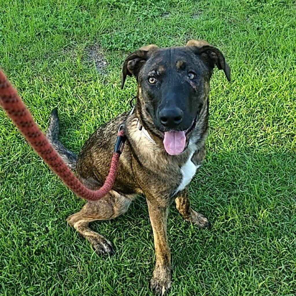 Lyma, a Adoptable mixed breed in Savannah, GA image 4/6