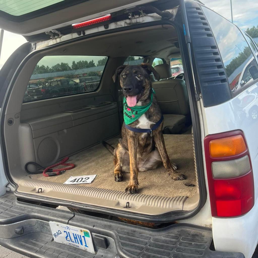 Lyma, a Adoptable mixed breed in Savannah, GA image 5/6