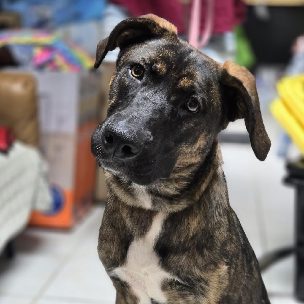 Lyma, a Adoptable mixed breed in Savannah, GA image 6/6