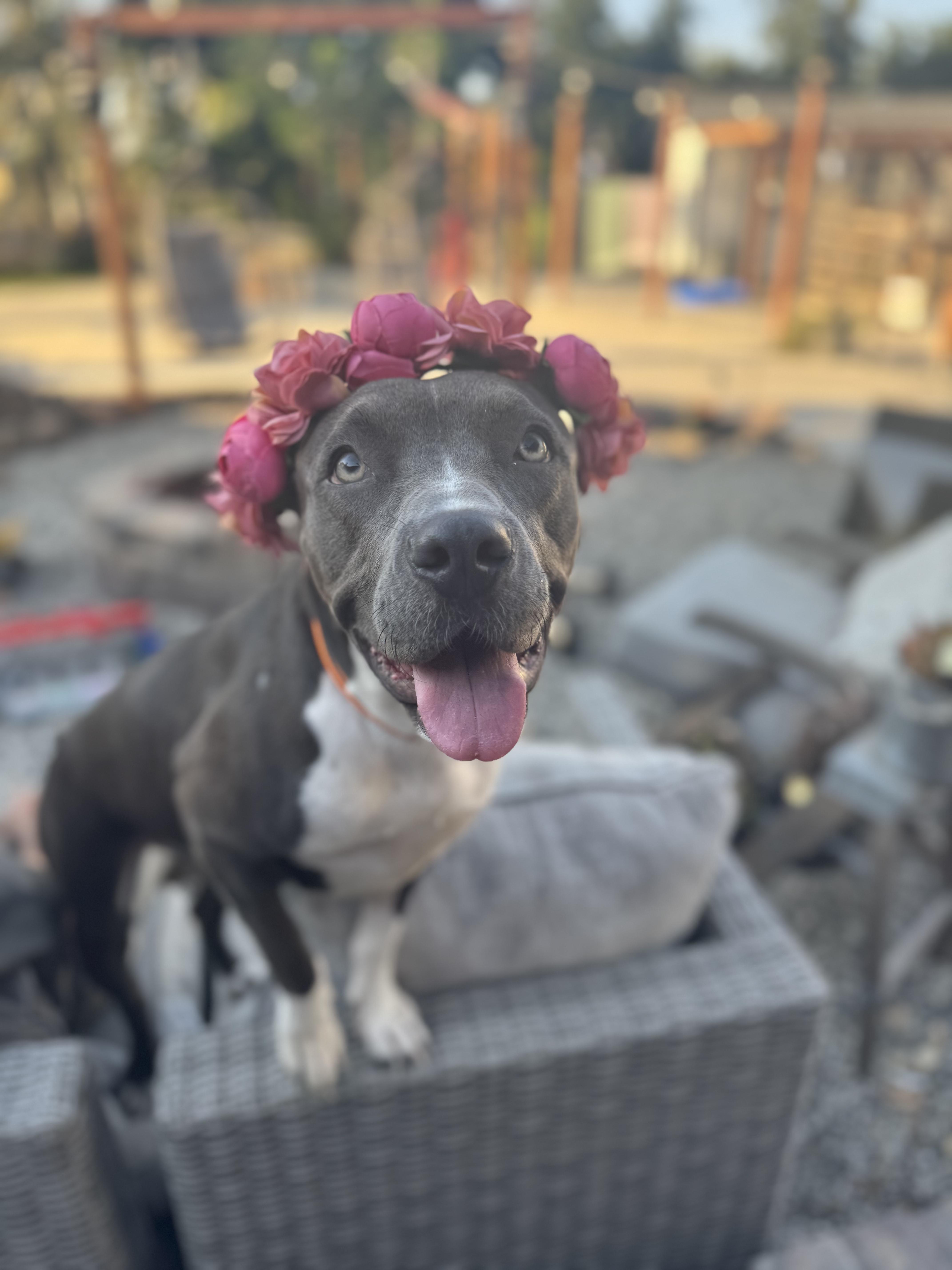 Enlarge Athena, a ADOPTABLE mixed breed in Sacramento, CA image 6/6