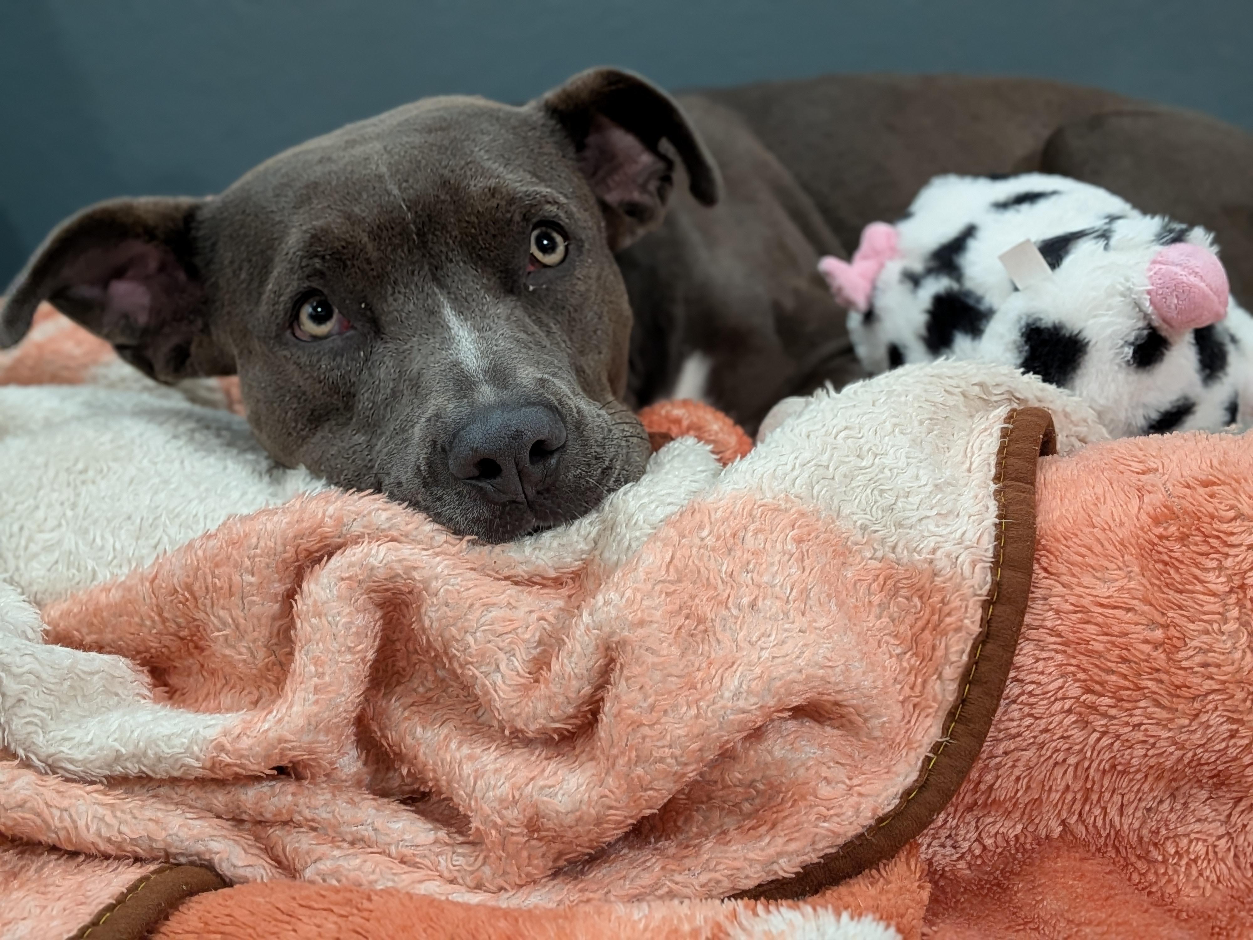 Enlarge Athena, a ADOPTABLE mixed breed in Sacramento, CA image 2/6