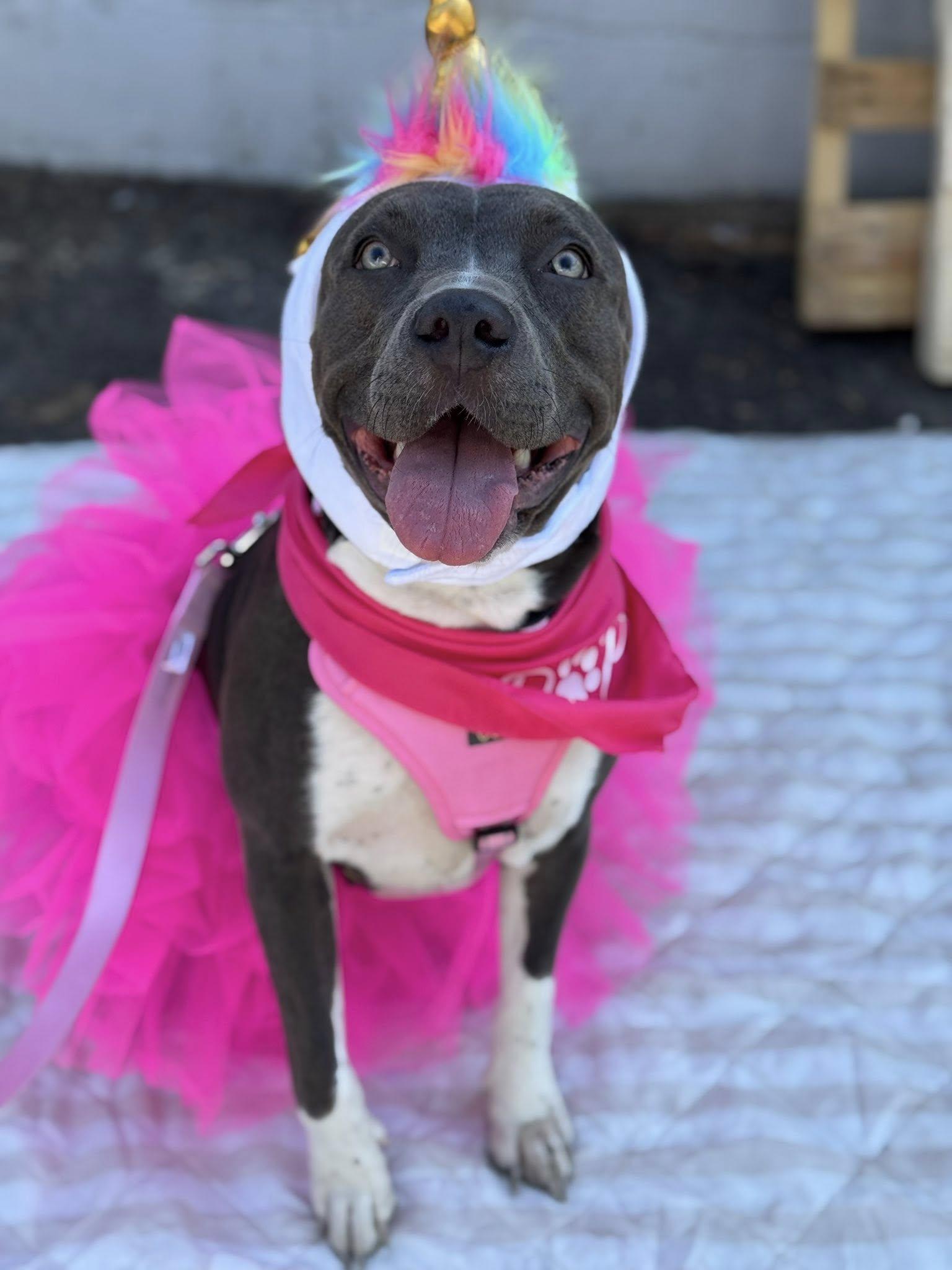 Enlarge Athena, a ADOPTABLE mixed breed in Sacramento, CA image 5/6