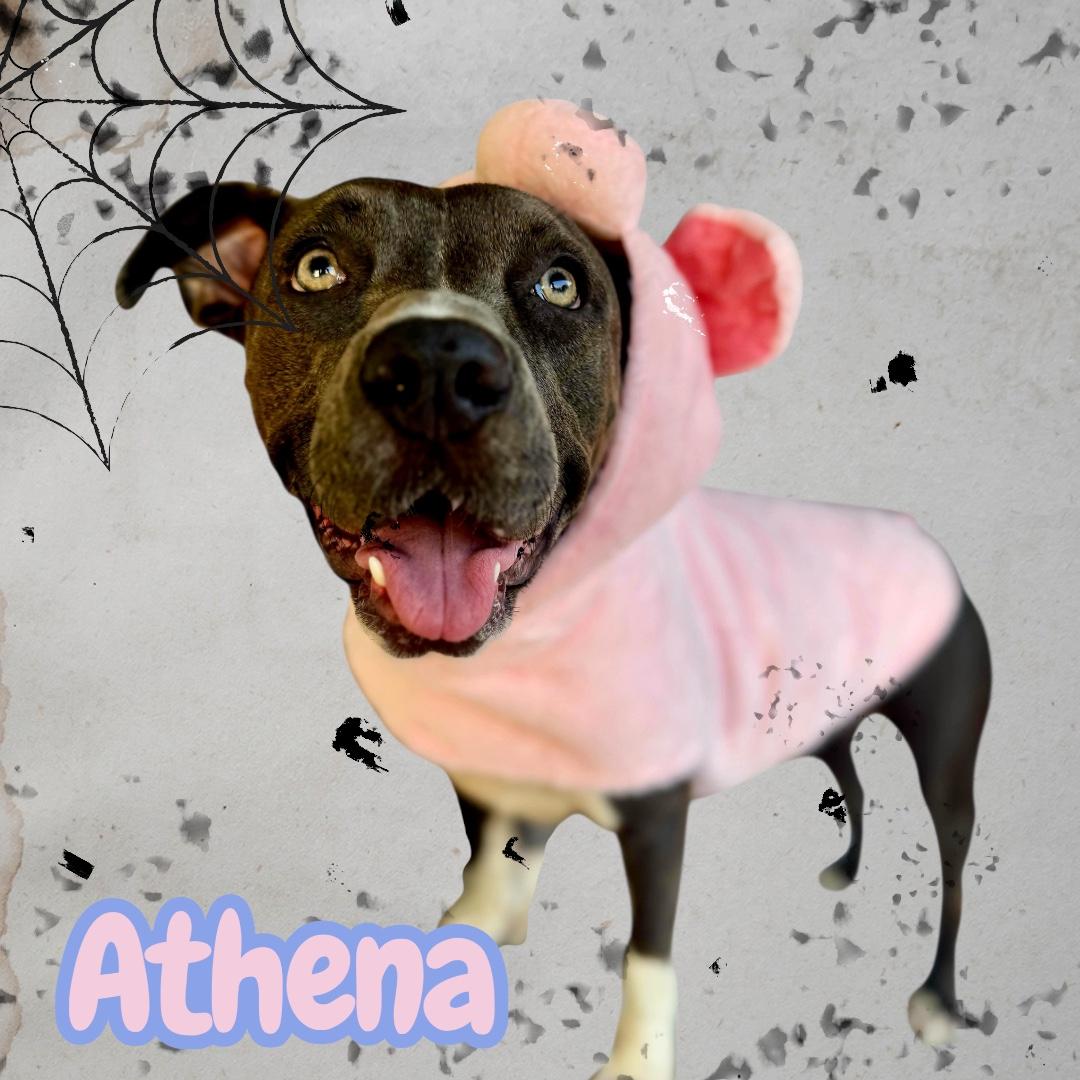 Enlarge Athena, a ADOPTABLE mixed breed in Sacramento, CA image 3/6