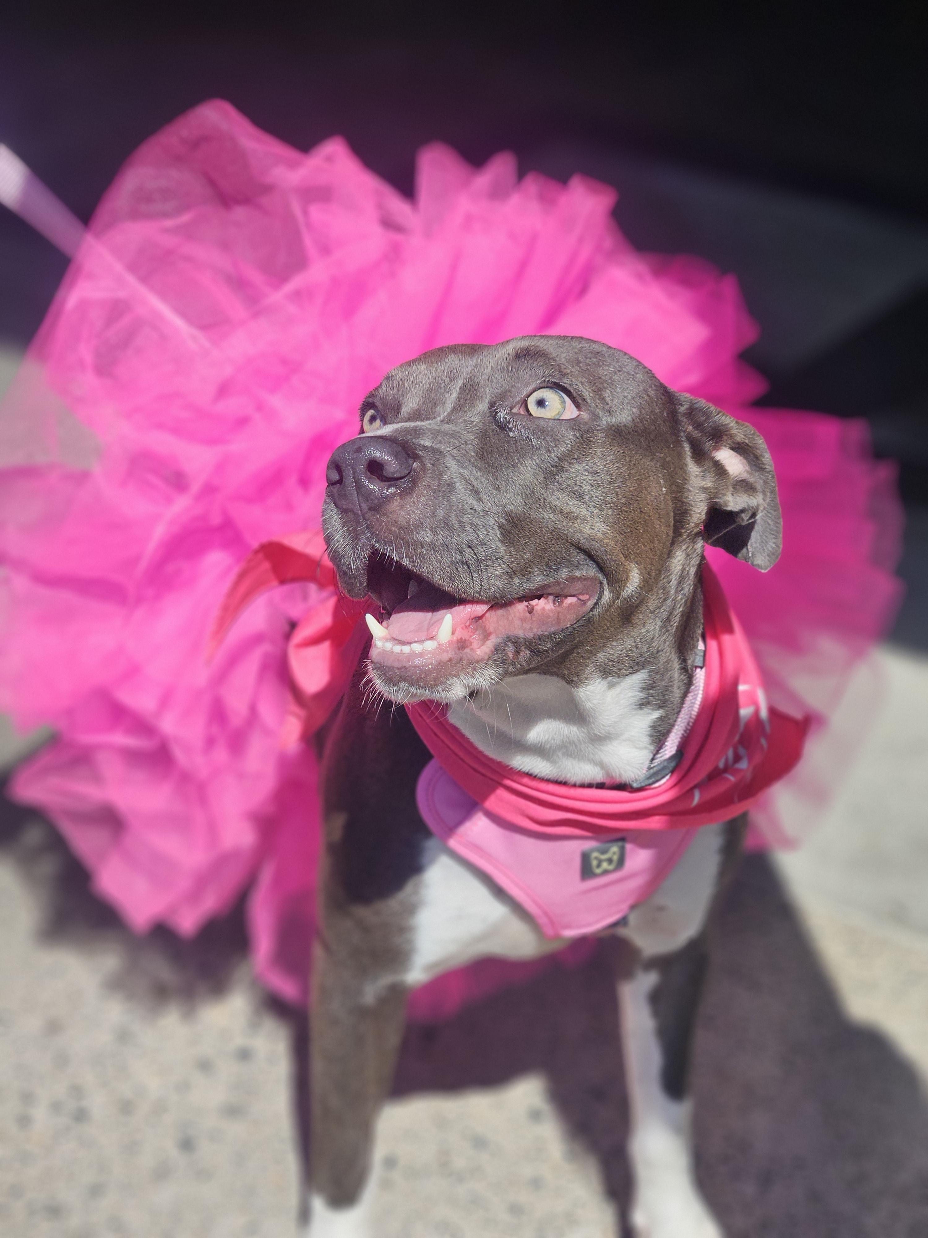 Enlarge Athena, a ADOPTABLE mixed breed in Sacramento, CA image 4/6