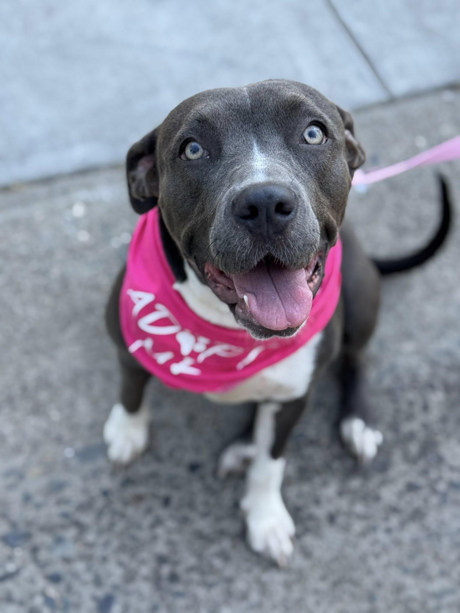 Athena, ADOPTABLE, Young Female Pit Bull Terrier & American Staffordshire Terrier.