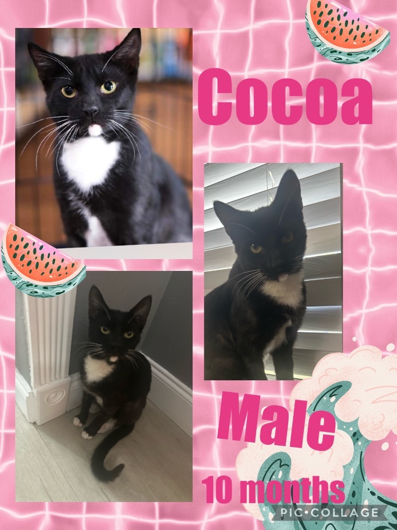 Cocoa, a Adoptable American Shorthair in Palm City, FL image 1/3
