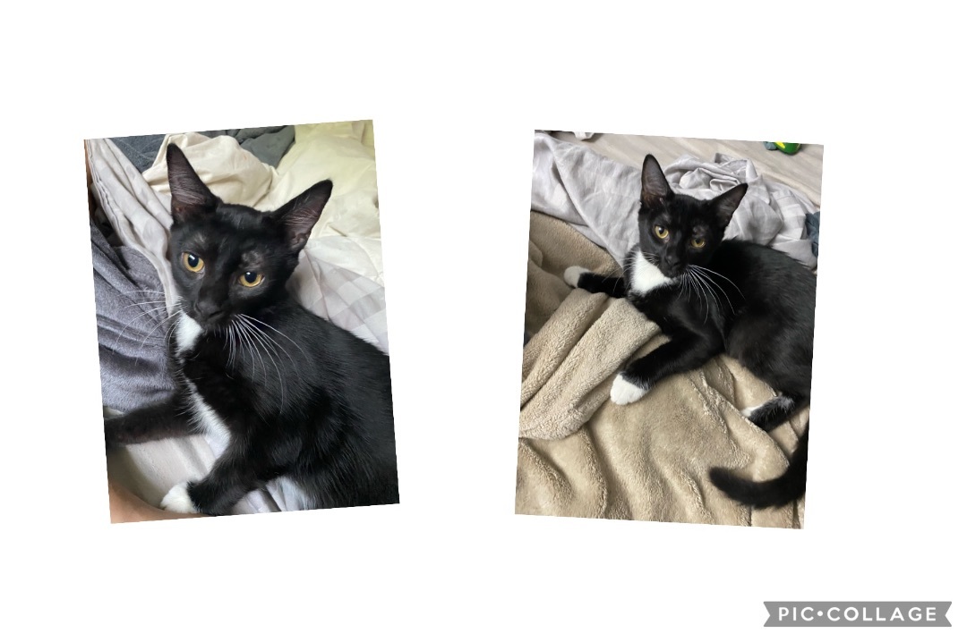 Cocoa, a Adoptable American Shorthair in Palm City, FL image 2/3