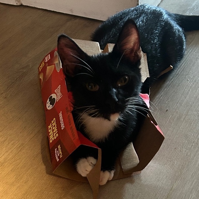 Cocoa, a Adoptable American Shorthair in Palm City, FL image 3/3