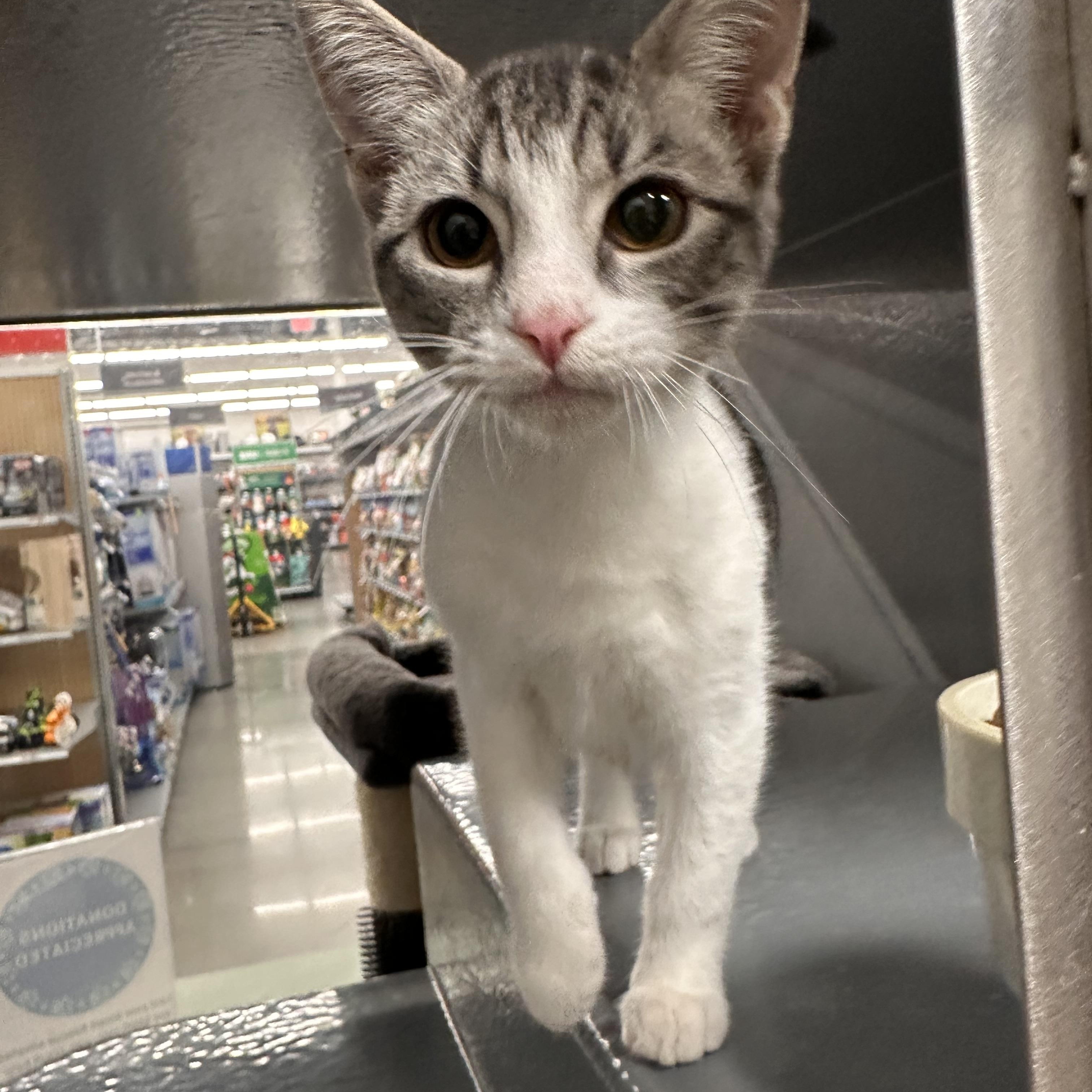 Hummus - Riley Fuzzel Petsmart