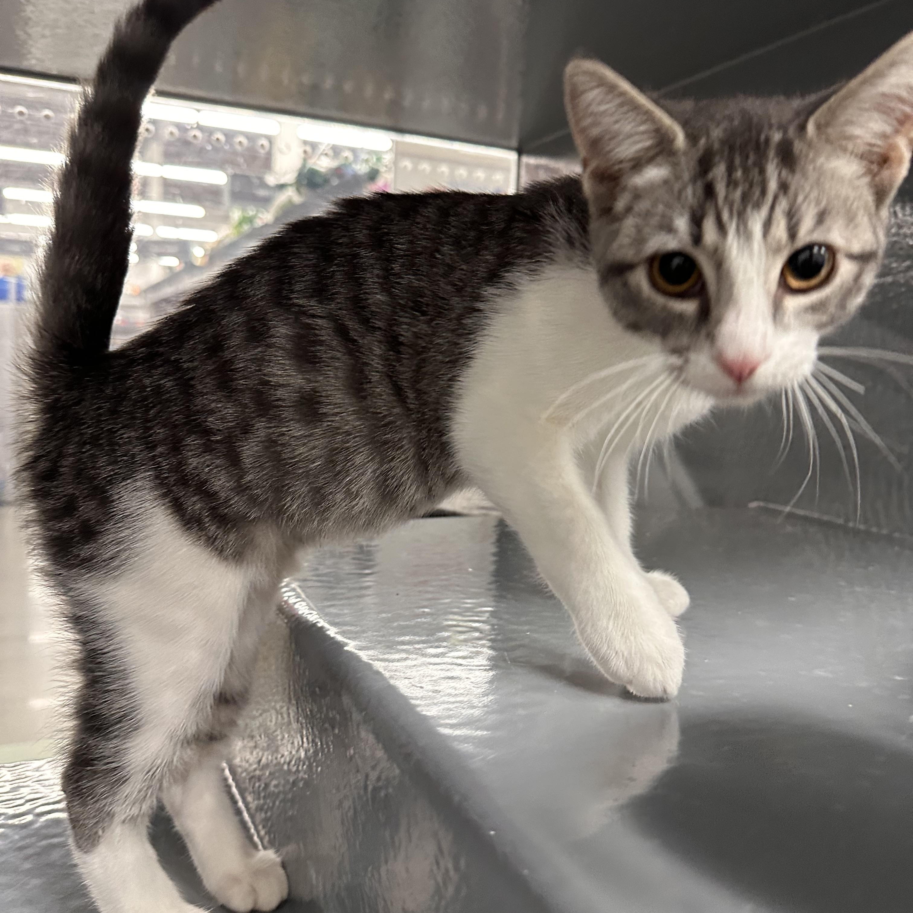 Hummus - Riley Fuzzel Petsmart