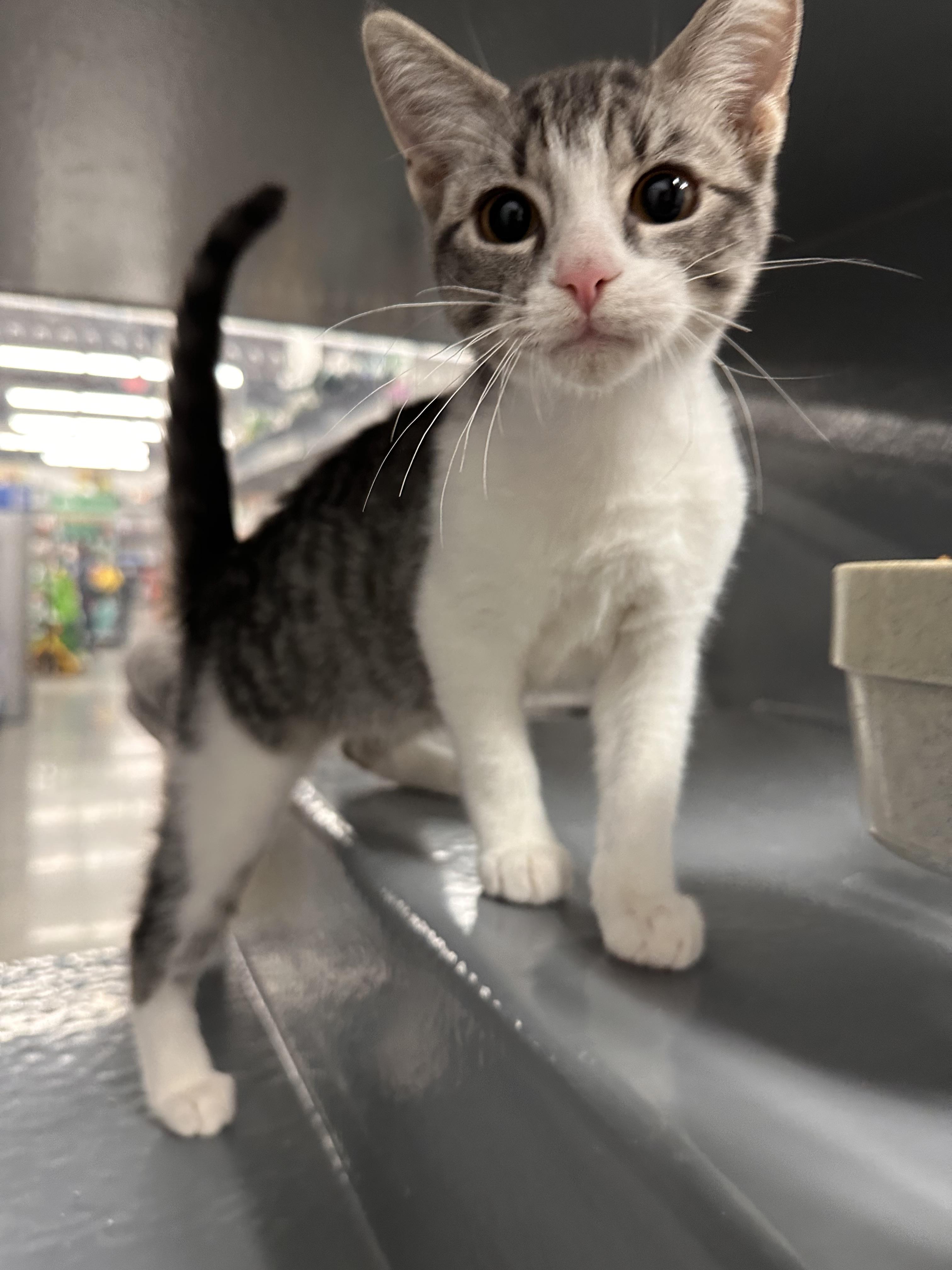 Hummus - Riley Fuzzel Petsmart