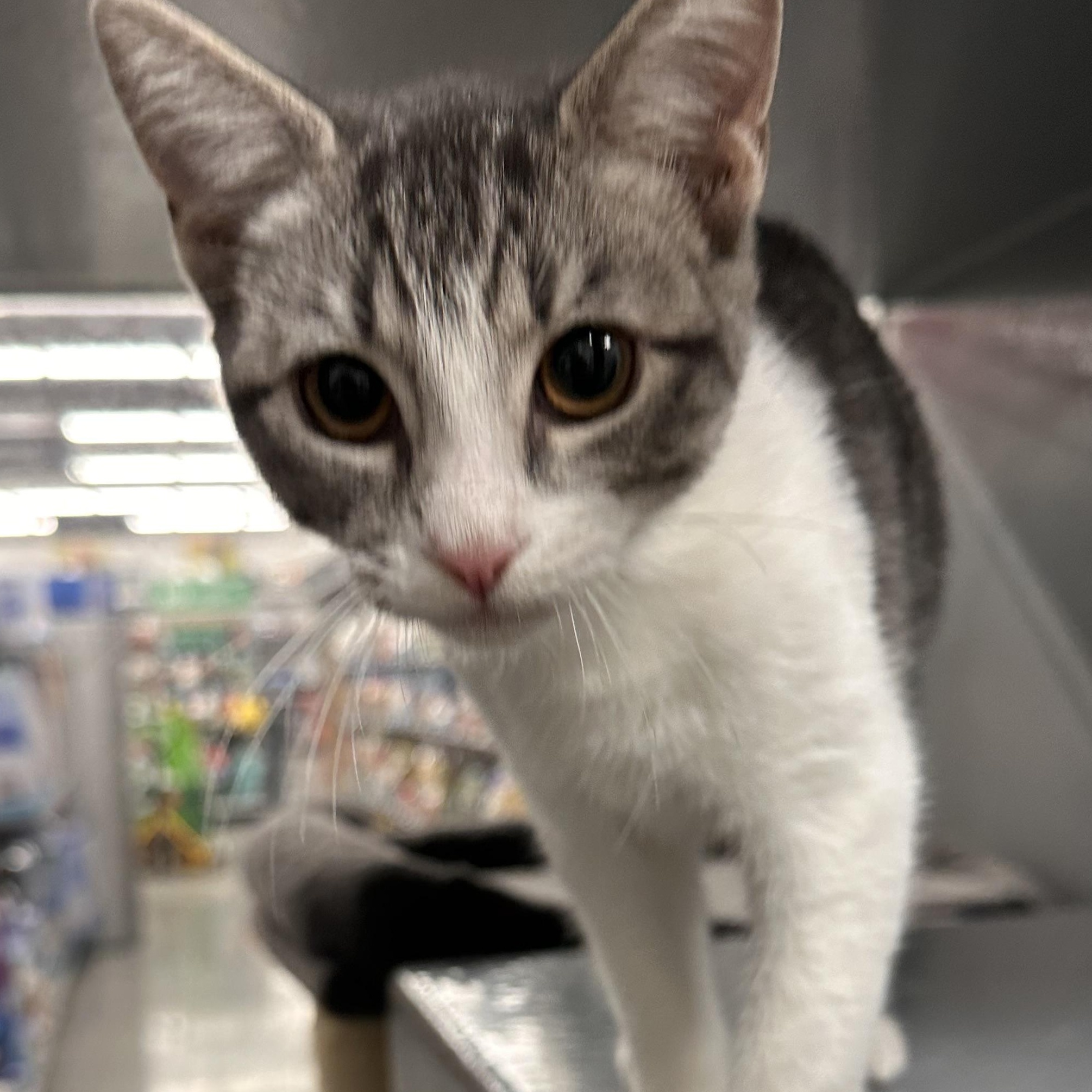 Hummus - Riley Fuzzel Petsmart