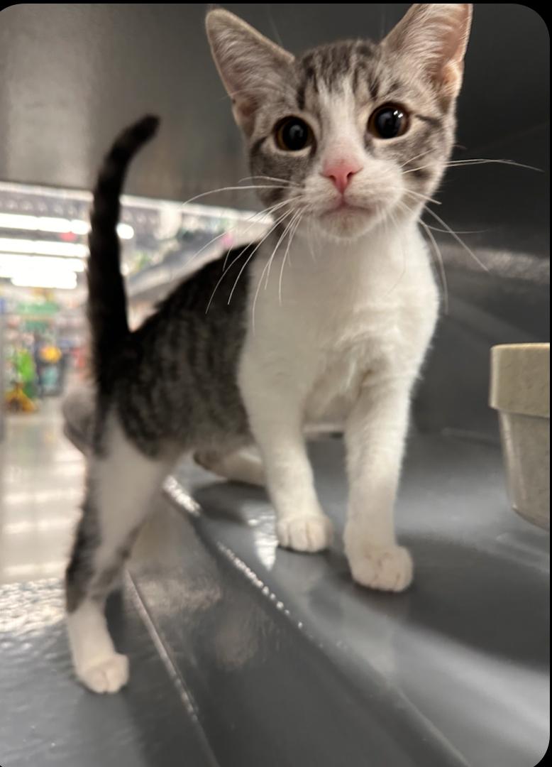 Hummus - Riley Fuzzel Petsmart