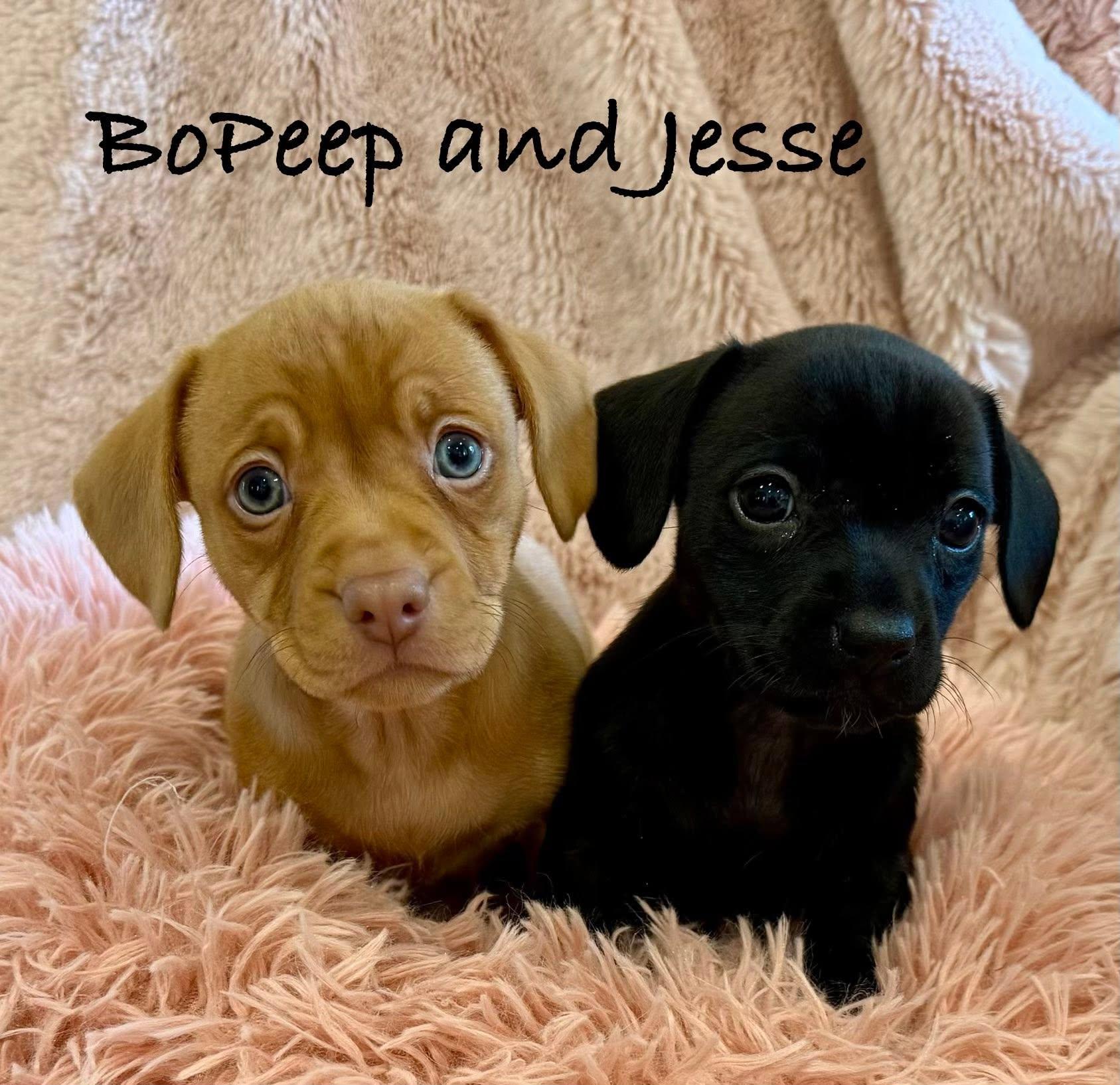 JESSE, an adopted mixed breed in Madisonville, LA image 3/3