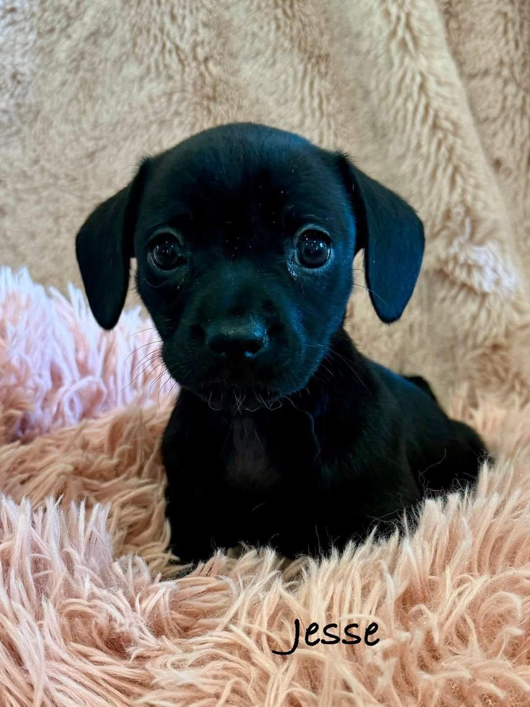 JESSE, adopted, Puppy Female Chiweenie & Dachshund.