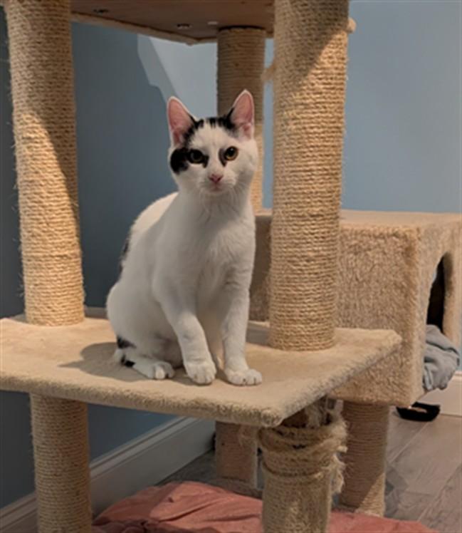 IGLOO, Adoptable, Kitten Female Domestic Short Hair.