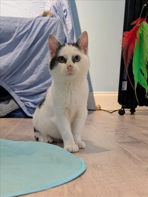 Enlarge IGLOO, a Adoptable Domestic Short Hair in Derwood, MD image 1/1