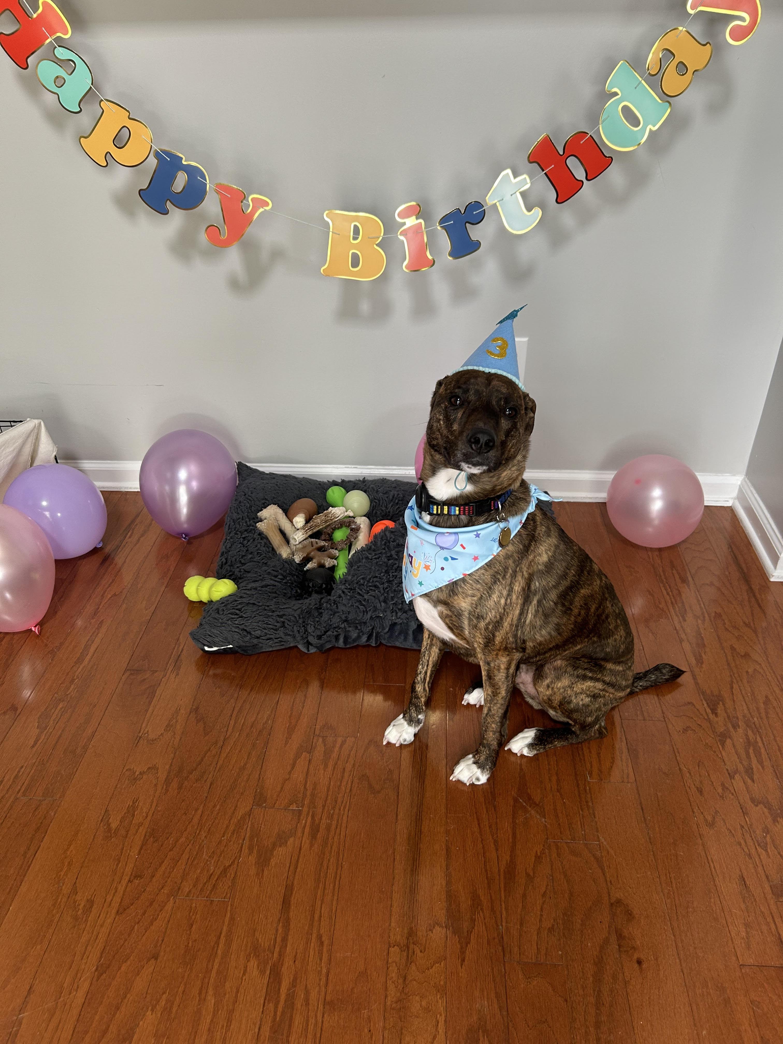 WINSTON, an adopted mixed breed in Cranbury, NJ image 6/6