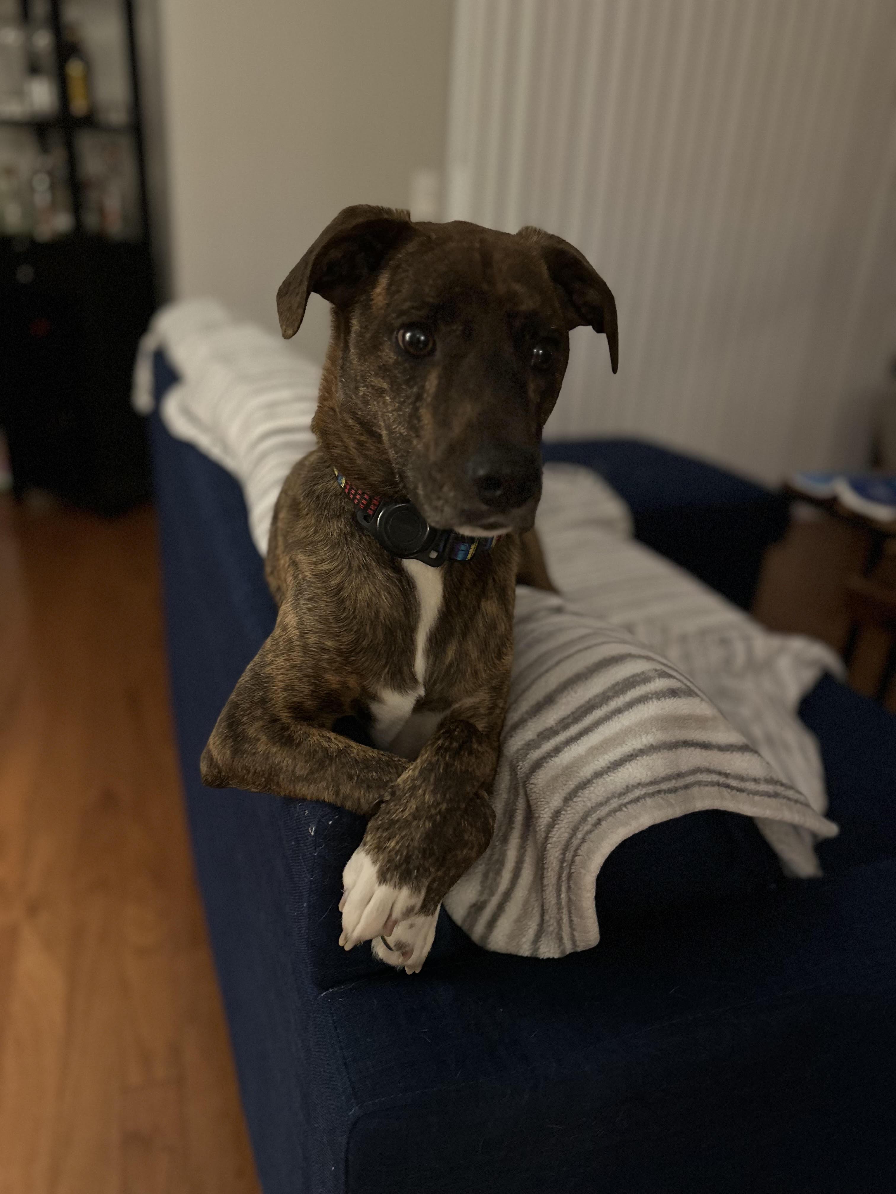 WINSTON, an adopted mixed breed in Cranbury, NJ image 4/6