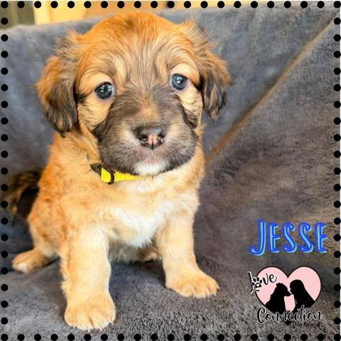 Enlarge Jesse, an adopted mixed breed in Gilbert, AZ image 1/1