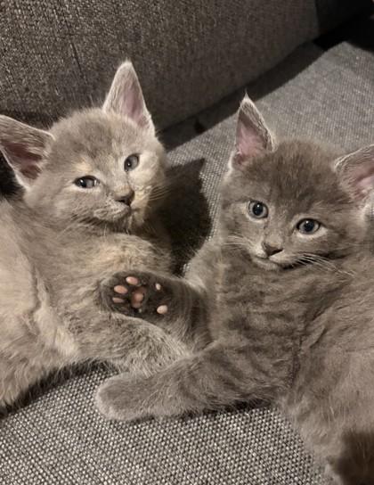 Spice — thumbnail 2