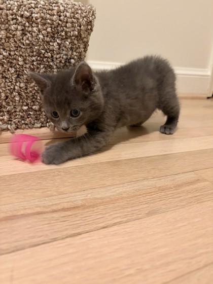 Spice — thumbnail 3