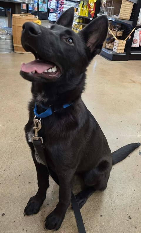Enlarge Lucas (6mo PUPPY), an adopted German Shepherd Dog in Greeneville, TN image 2/6