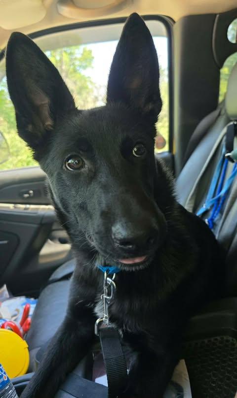 Enlarge Lucas (6mo PUPPY), an adopted German Shepherd Dog in Greeneville, TN image 4/6