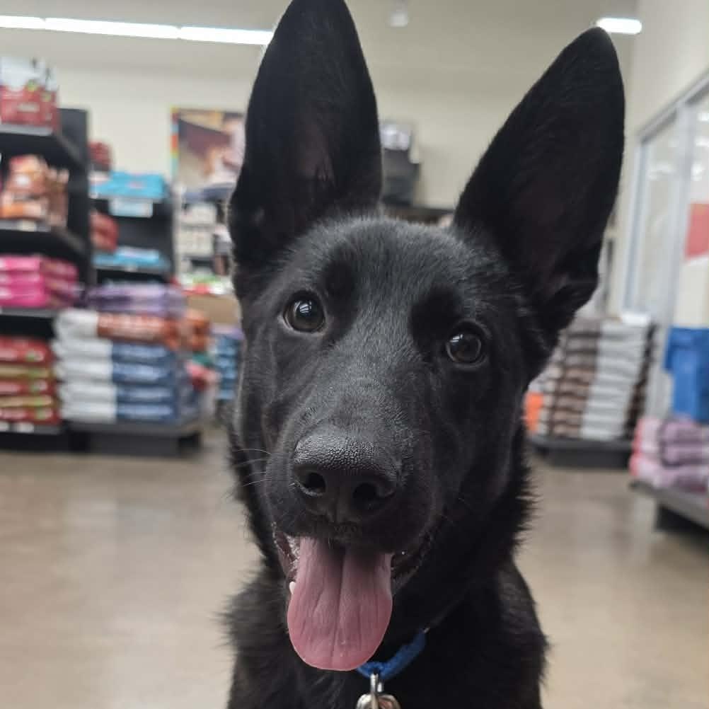 Enlarge Lucas (6mo PUPPY), an adopted German Shepherd Dog in Greeneville, TN image 1/6