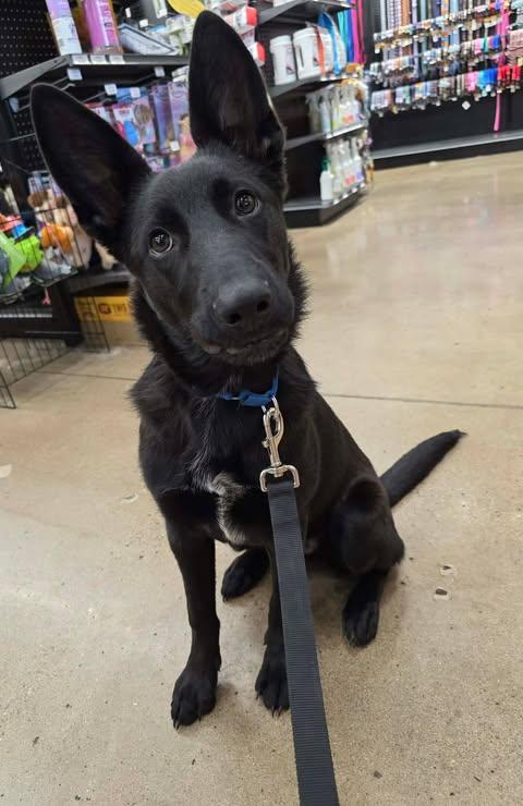 Enlarge Lucas (6mo PUPPY), an adopted German Shepherd Dog in Greeneville, TN image 5/6