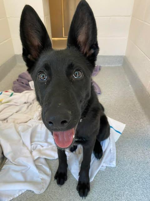 Enlarge Lucas (6mo PUPPY), an adopted German Shepherd Dog in Greeneville, TN image 3/6