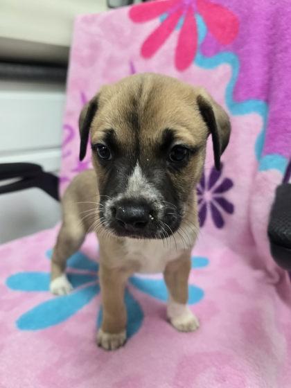 Slim Shady, Adopted, Young Male Jack Russell Terrier.
