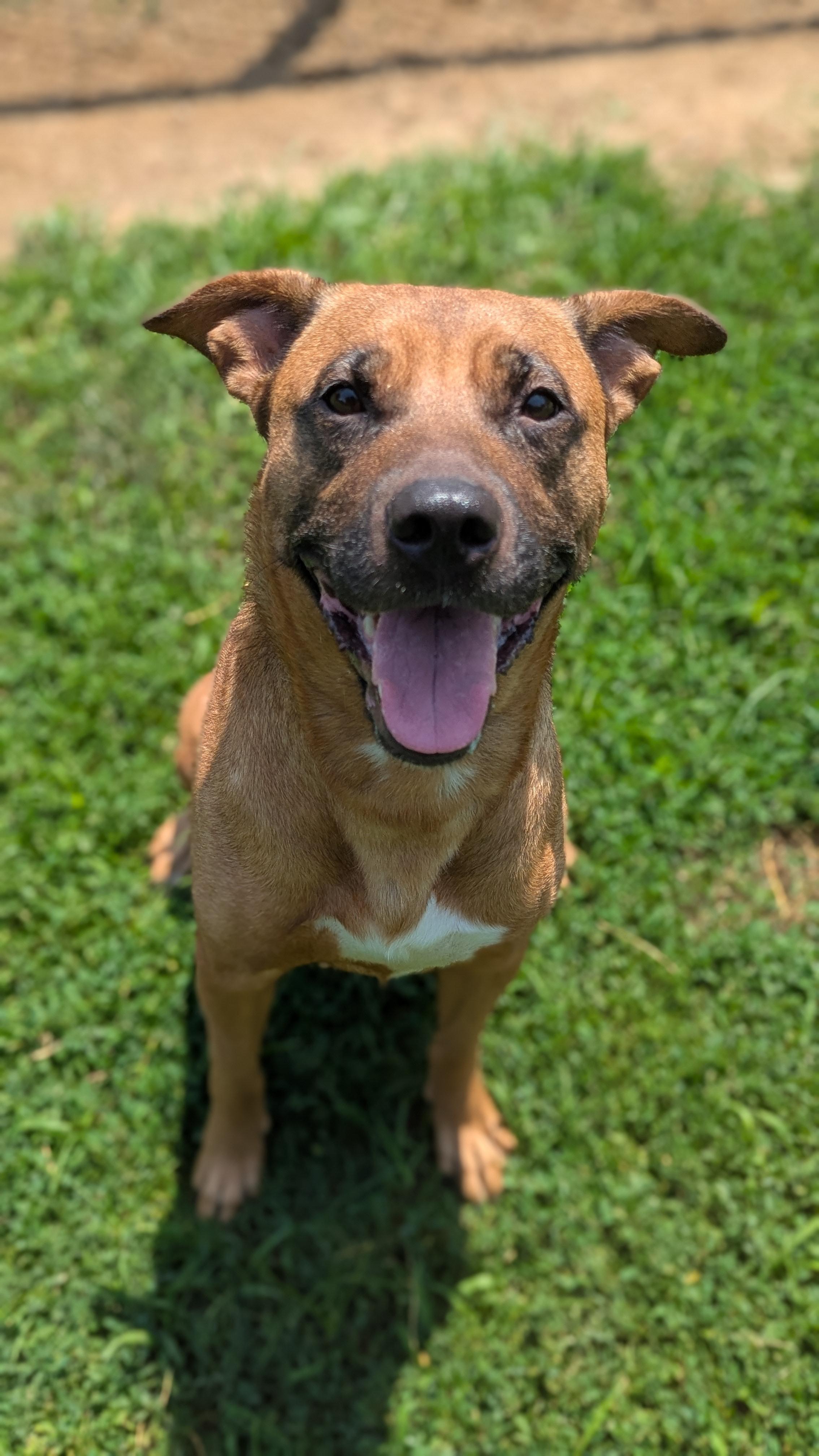 Jolene, Adult Female unknown
