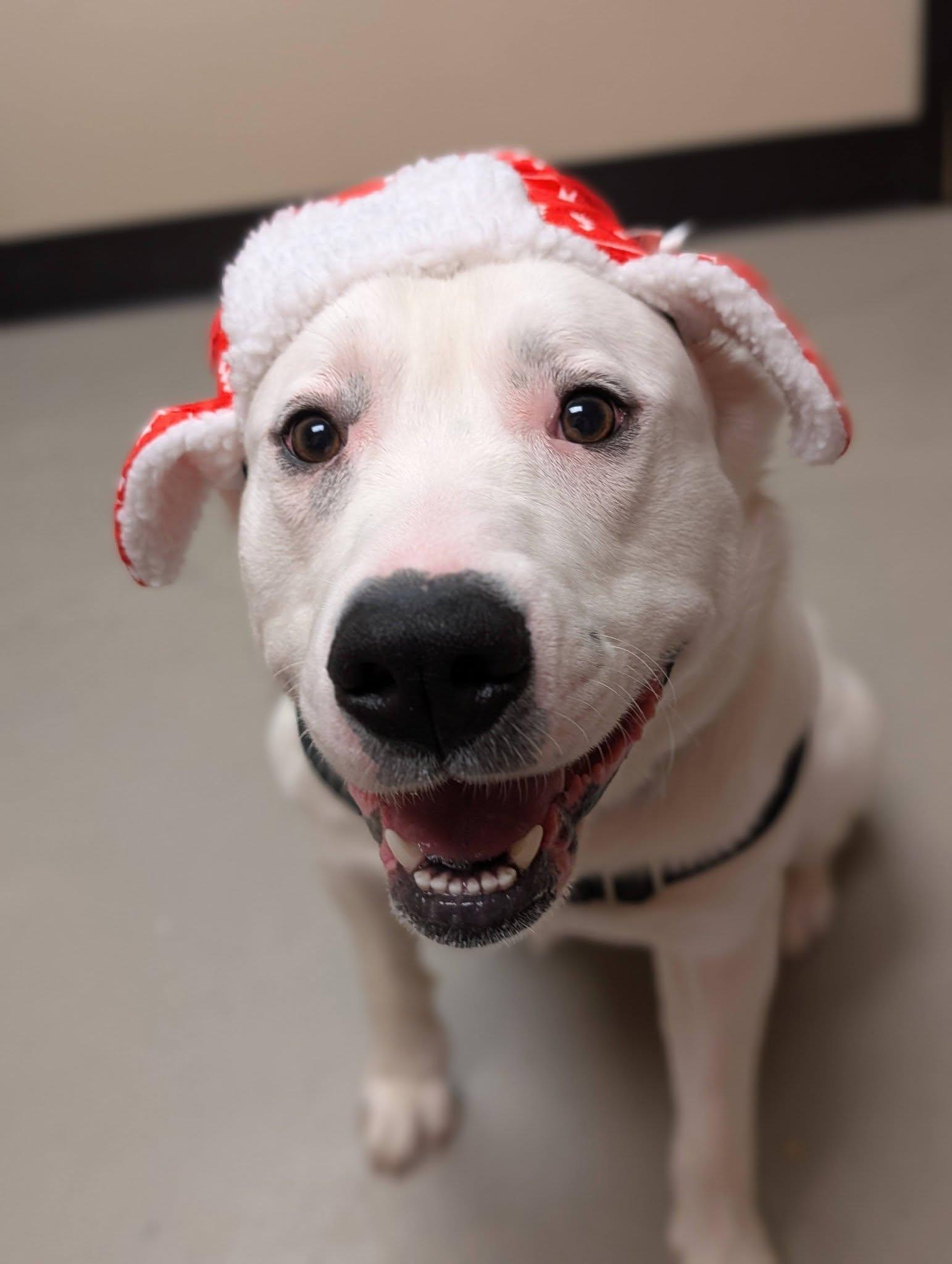 Enlarge Simba, an adopted mixed breed in Bellingham, WA image 4/6