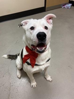 Simba, a ADOPTABLE mixed breed in Bellingham, WA image 1/3