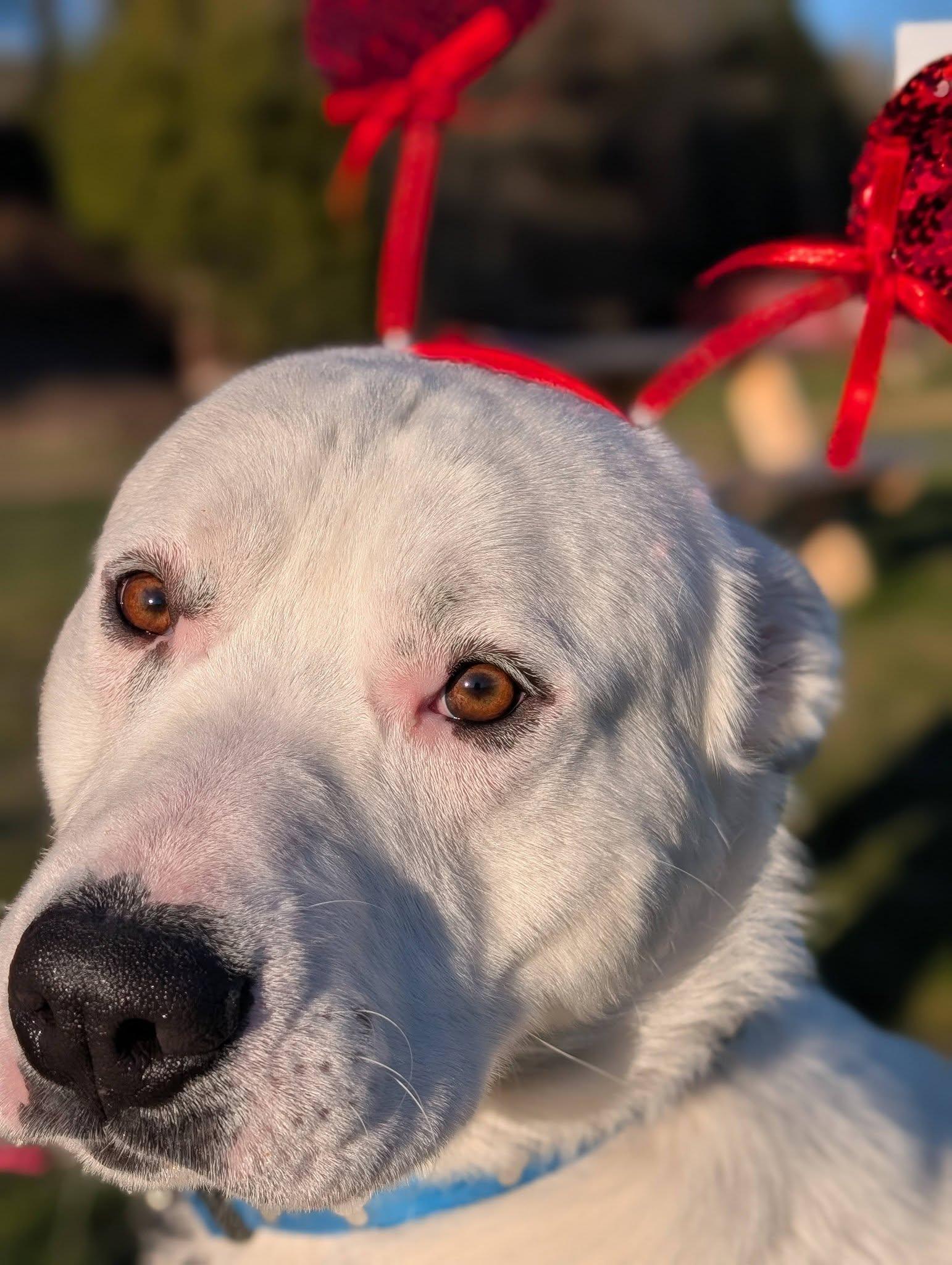 Enlarge Simba, an adopted mixed breed in Bellingham, WA image 2/6