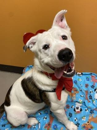 Simba, a ADOPTABLE mixed breed in Bellingham, WA image 2/3