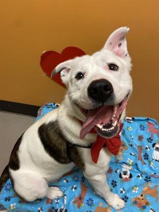 Simba, a ADOPTABLE mixed breed in Bellingham, WA image 3/3