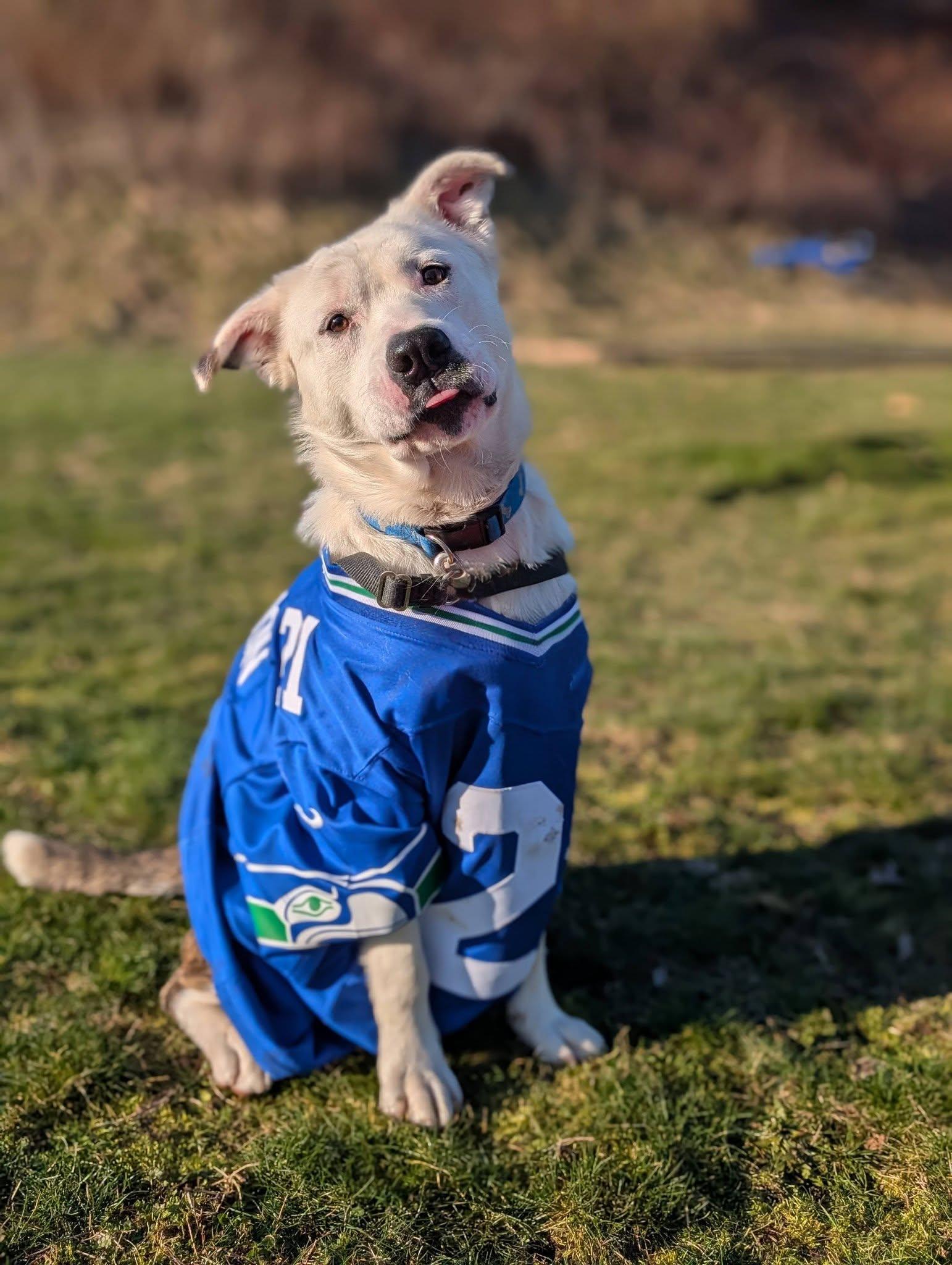 Enlarge Simba, an adopted mixed breed in Bellingham, WA image 1/6