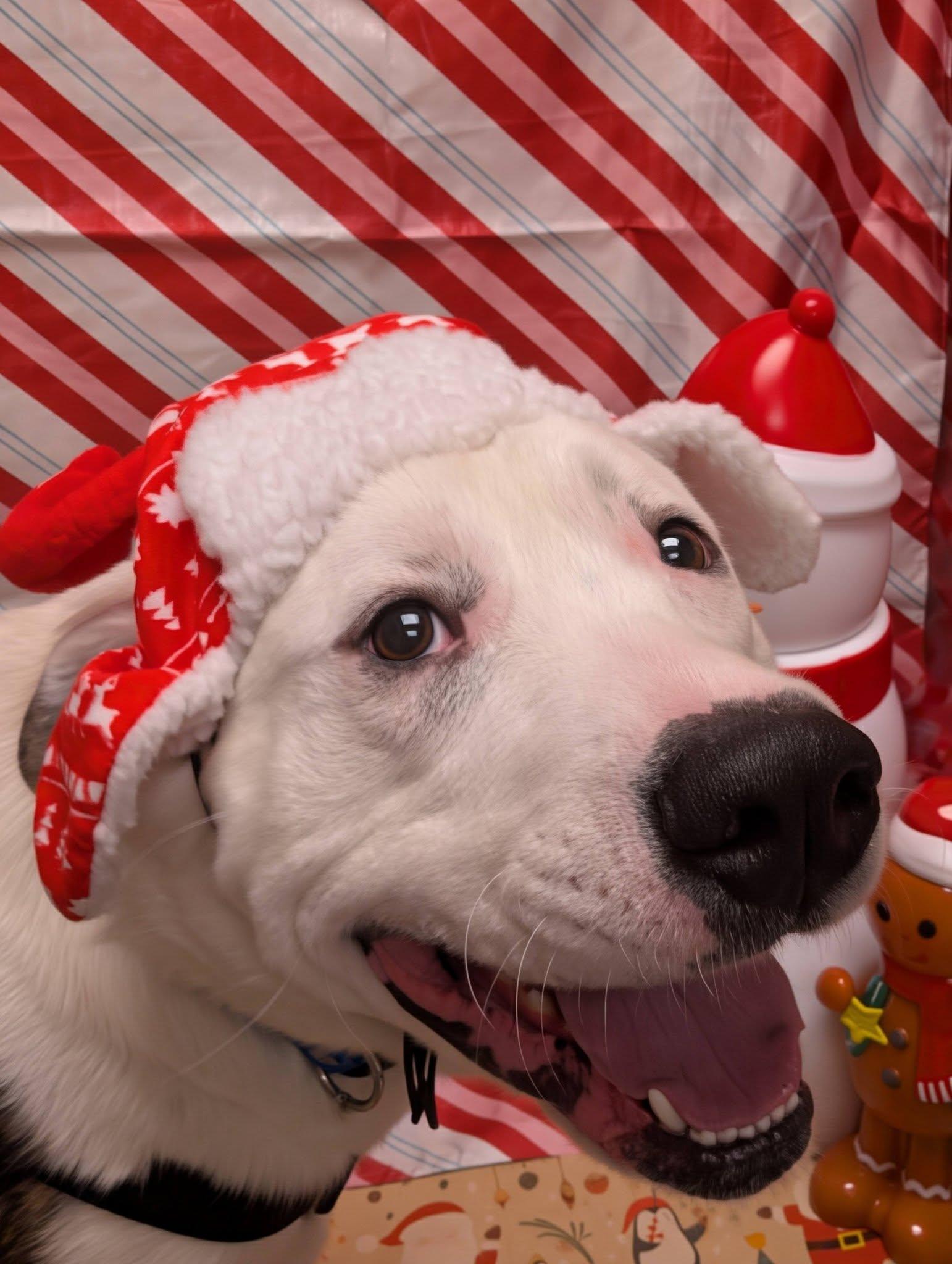 Enlarge Simba, an adopted mixed breed in Bellingham, WA image 3/6