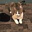 Enlarge Charlene, a Adoptable Domestic Short Hair in Macedonia, OH image 2/3