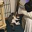 Enlarge Charlene, a Adoptable Domestic Short Hair in Macedonia, OH image 3/3