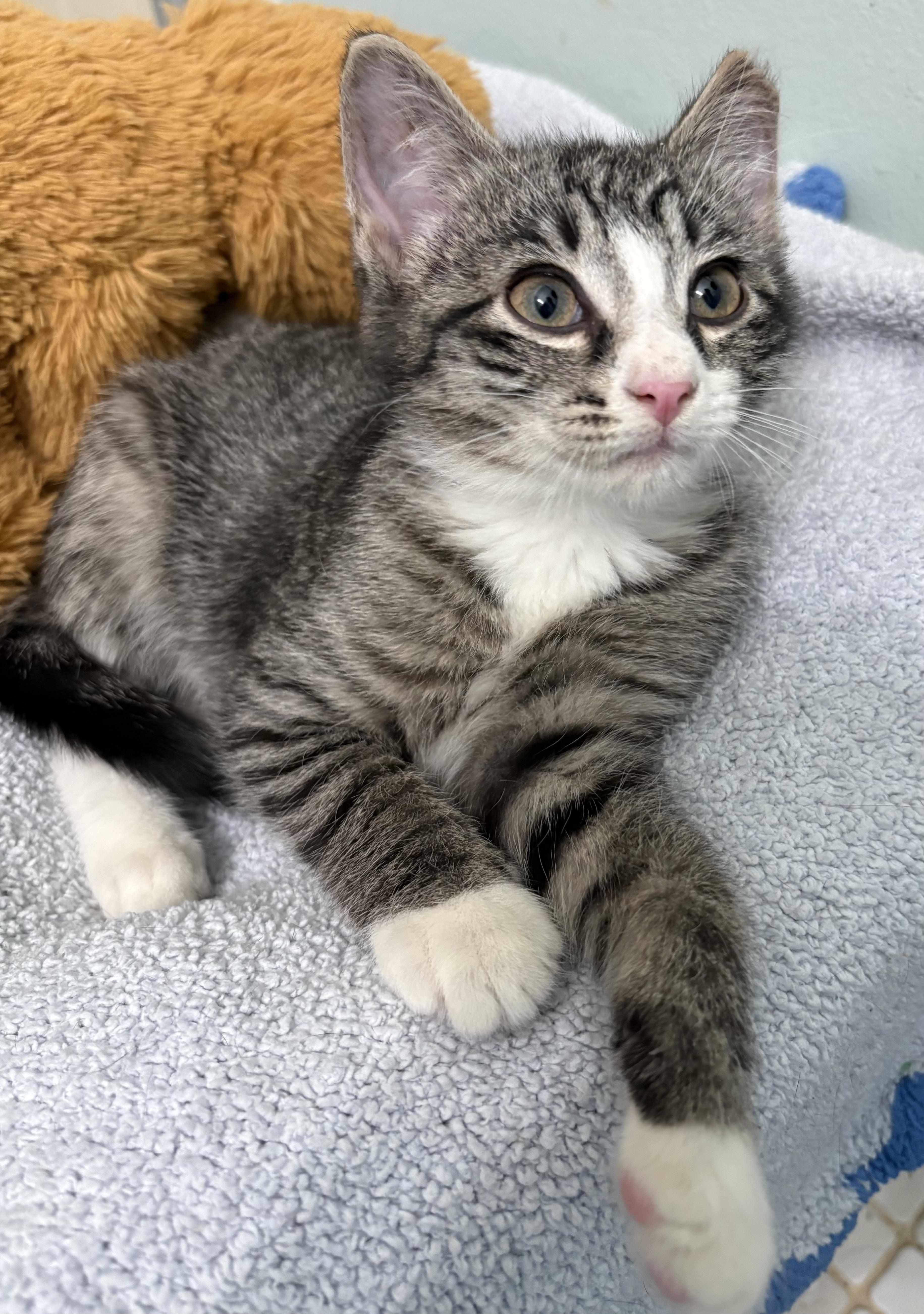 Sylvester, ADOPTABLE, Kitten Male Tabby.