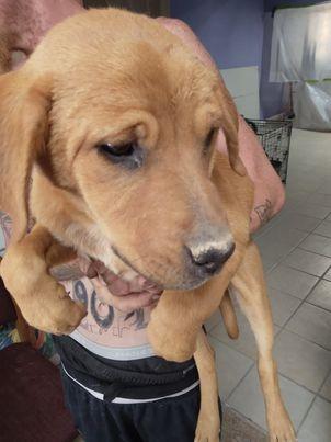 Reed, Adoptable, Adult Male American Staffordshire Terrier & German Shepherd Dog.