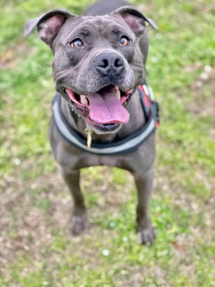 Enlarge Zeus, a ADOPTABLE Pit Bull Terrier in Cameron, NC image 3/6