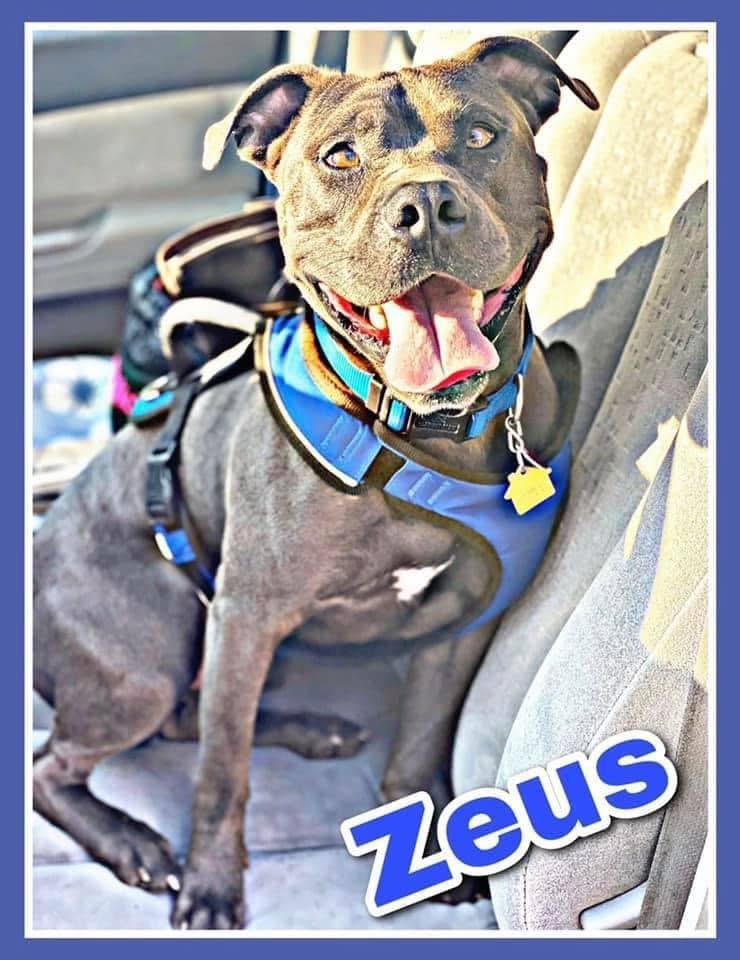 Enlarge Zeus, a ADOPTABLE Pit Bull Terrier in Cameron, NC image 1/6