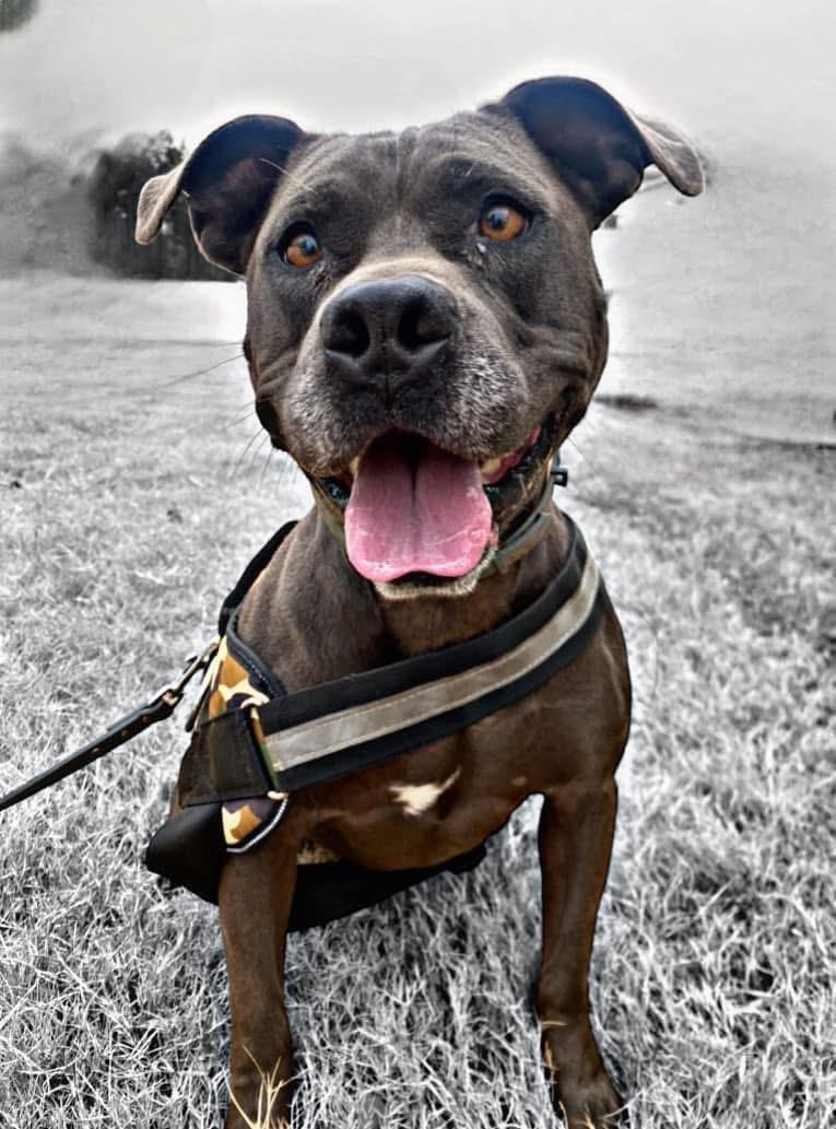 Enlarge Zeus, a ADOPTABLE Pit Bull Terrier in Cameron, NC image 2/6