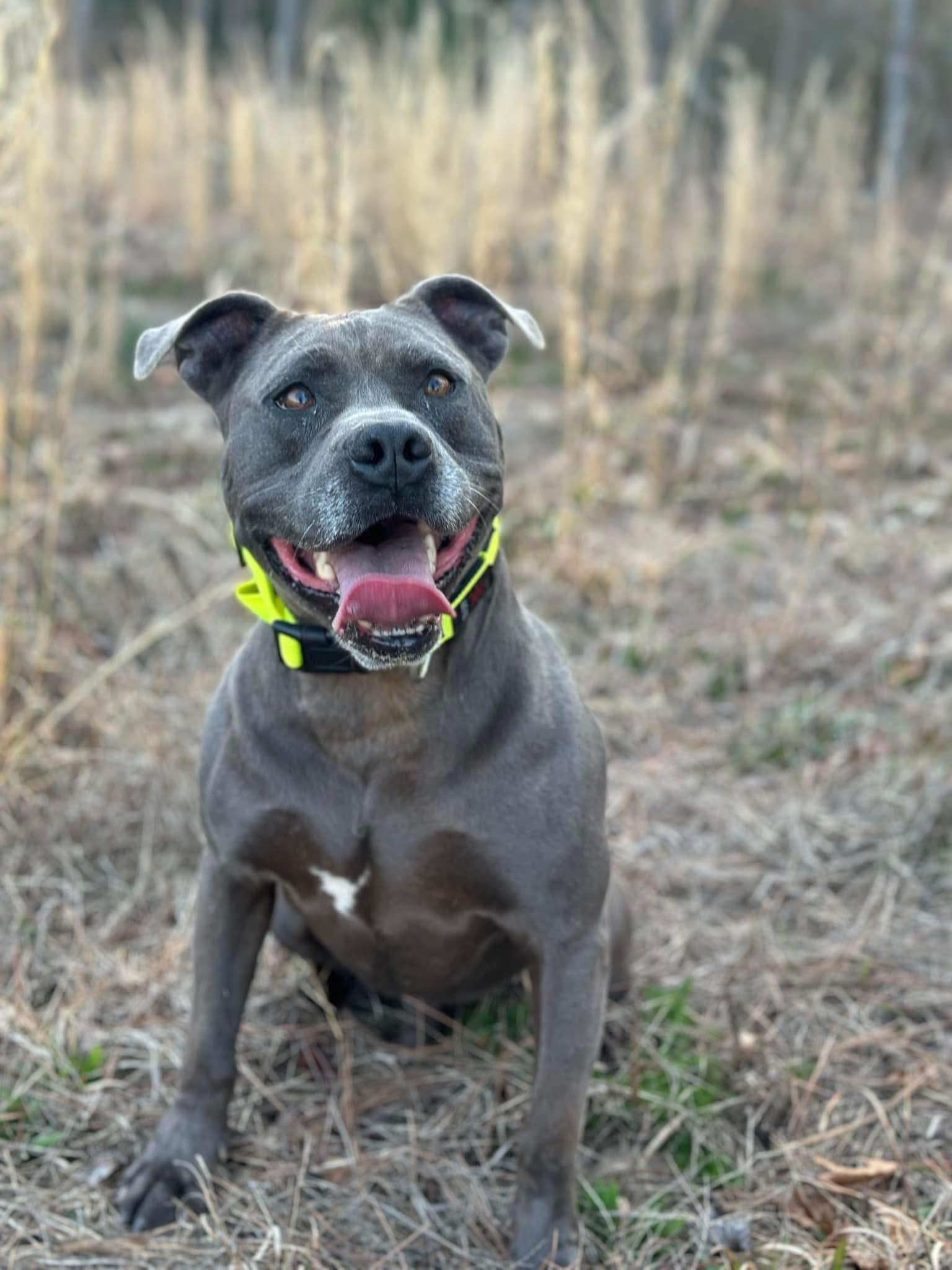 Enlarge Zeus, a ADOPTABLE Pit Bull Terrier in Cameron, NC image 6/6