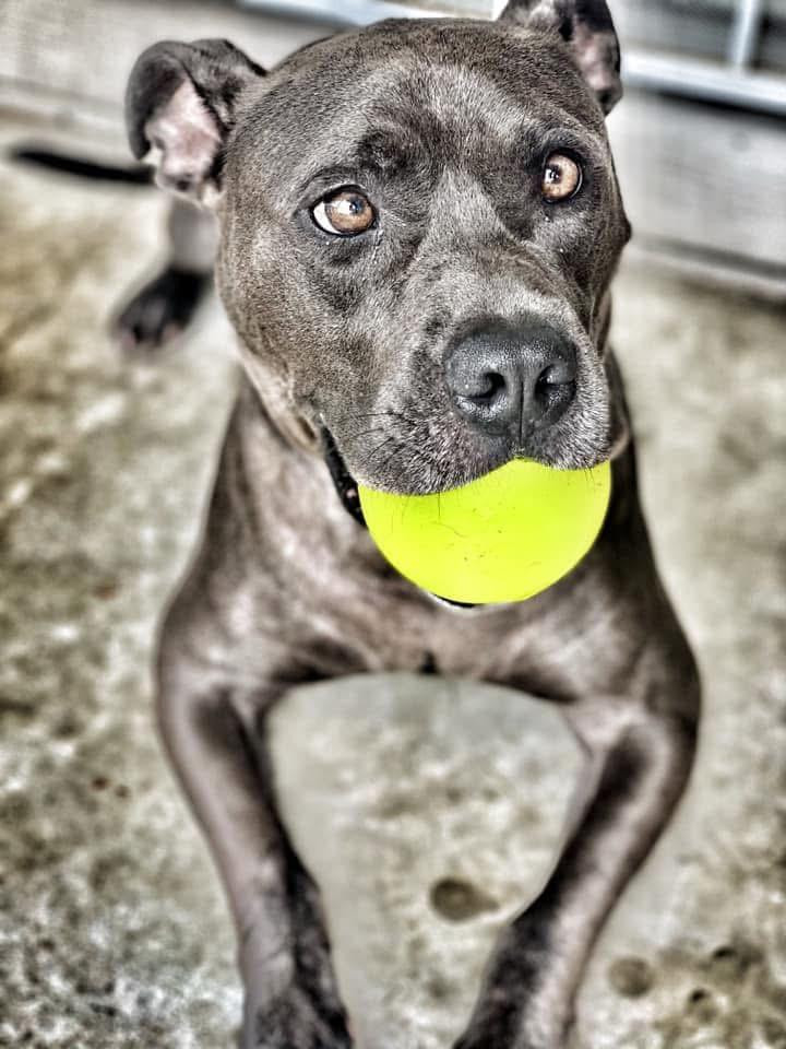 Enlarge Zeus, a ADOPTABLE Pit Bull Terrier in Cameron, NC image 5/6