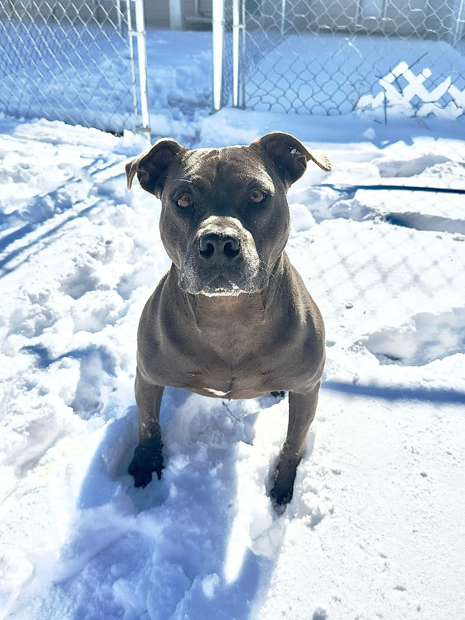 Enlarge Zeus, a ADOPTABLE Pit Bull Terrier in Cameron, NC image 4/6